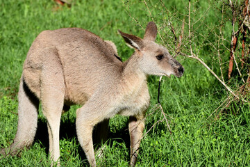 Fototapeta premium Eastern grey kangaroo near Blue Mounitans National Park, Australia