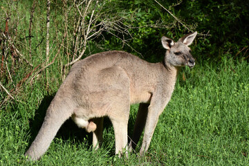 Eastern grey kangaroo near Blue Mounitans National Park, Australia