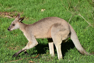 Eastern grey kangaroo near Blue Mounitans National Park, Australia