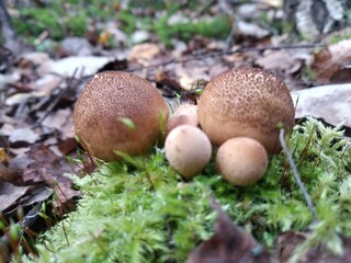 mushroom in the forest