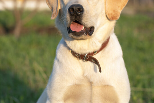 smile and happy purebred labrador retriever dog outdoors in summer sunny day - Powered by Adobe