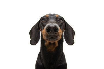 Close-up serious dachshund puppy dog. Isolated on white background.