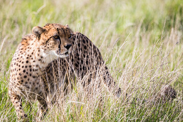 East African cheetah in long grass