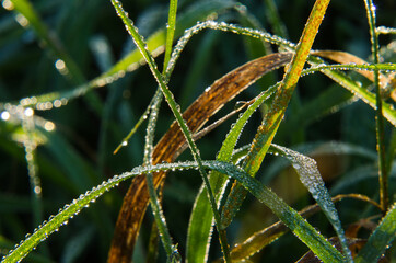 MORNING DEW DROPS - Wet grass in the sunshine