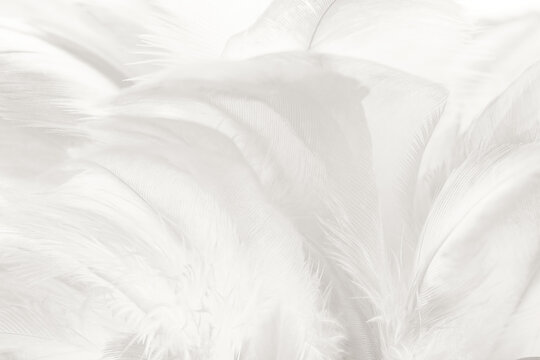  white feather wooly pattern texture background © nadtytok28
