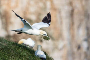Northern gannet bring grass back to its nest