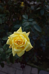 Yellow Flower of Rose 'Yellow Giant' in Full Bloom
