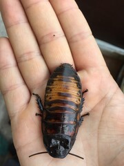 hand holding beetle