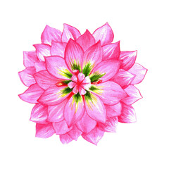 Watercolor illustration of pink dahlia flower