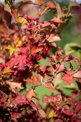 Beautiful autumn red tree leaves, wild grapes leaves. Autumnal leaves