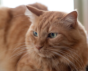 可愛い猫ちゃん　　茶トラ猫