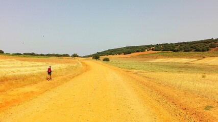 Fototapeta na wymiar Pilgrim on Santiago's walk. Yellow fields