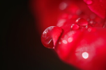 Detail of a red rose on a dark, reflective surface. The petals have droplets.