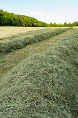 Wiese Landschaft Heu Stroh Sommer