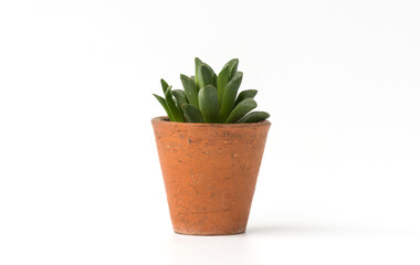 Small green plant pot on white background.