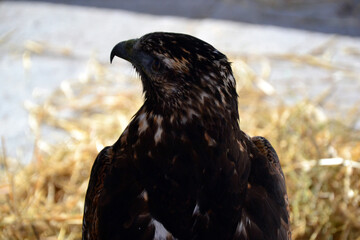 Golden eagle exhibed in a square in the city of Le Puy-en-Velay, during a medieval event.