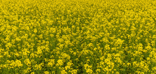 Yellow Fresh Mustard/ Canola  Plant Field. Selective Focus is used.