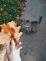 cat in the autumn park