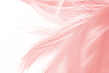 Beautiful pink lines feather texture pattern background