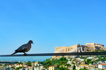 Fototapeta na wymiar Dove in front of Acropolis, Athens