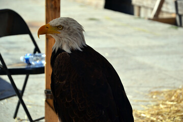 Bald eagle exhibed in a square in the city of Le Puy-en-Velay, during a medieval event.