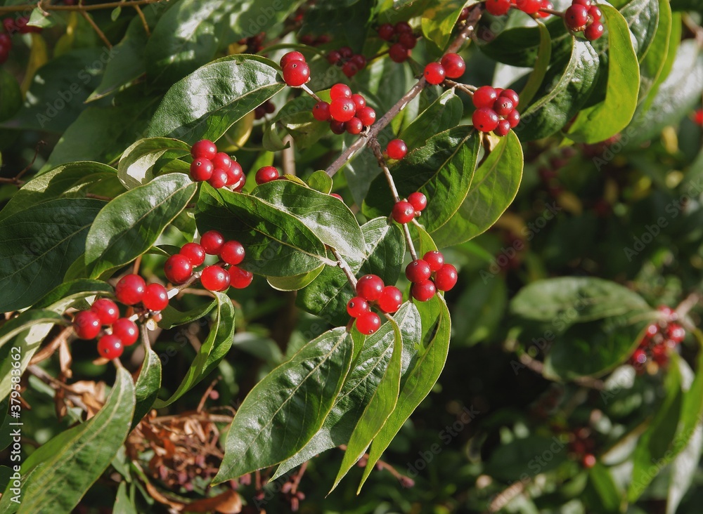 Sticker red berries on lonicera xylosteum bush close up