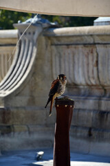 Kestrel exhibed in a square in the city of Le Puy-en-Velay, during a medieval event.
