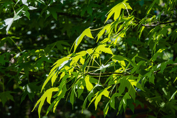 Liquidambar styraciflua or American sweetgum. Green leaves on branches of Liquidambar styraciflua against blurred background. Selective focus. Leaves glow in rays of sun. Atmosphere of calmness.