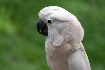 White beautiful feather macaw parrot with classic green grass background.