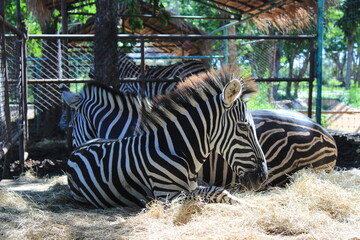 zebras in zoo