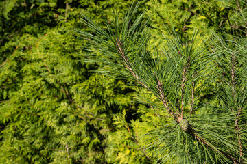 Pinus densiflora Umbraculifera in evergreen landscaped garden. Close-up. Green last year's cones on pine branch. Blurred yellow-green background. Selective focus. Texture. Nature of North Caucasus.