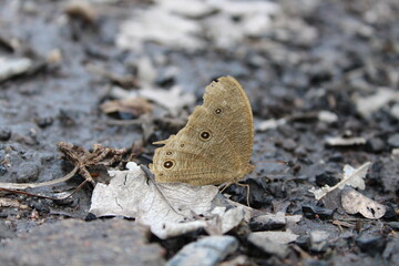 butterfly on the ground