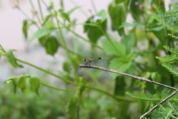 dragonfly on a branch