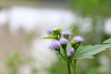 flowers in the garden