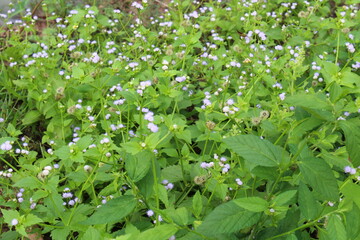 flowers in the garden