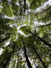 Fototapeta premium trees in the forest