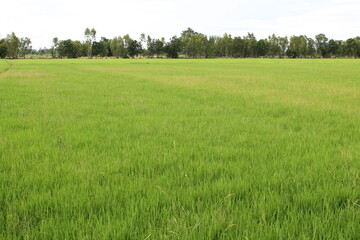 green grass field