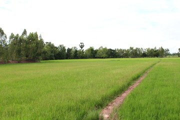 field and blue sky