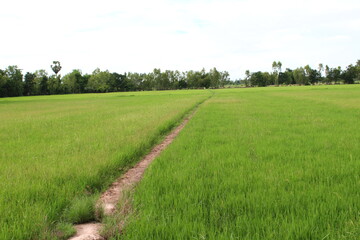 grass field