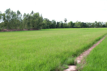 rice field