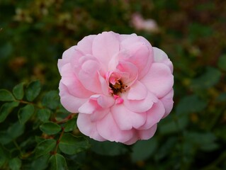 pretty pink rose in a garden close up