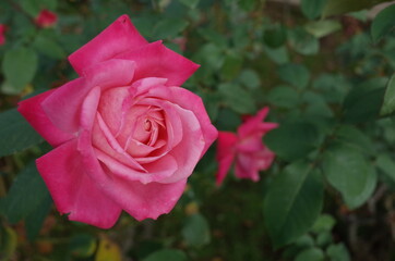 Light Pink Flower of Rose 'Yuzen' in Full Bloom
