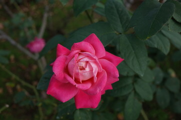 Light Pink Flower of Rose 'Yuzen' in Full Bloom
