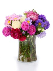 beautiful multicolor asters from my garden at autumn