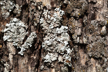 Foliose Lichen texture on the tree. Highly detailed fungus and moss in the outdoors forest