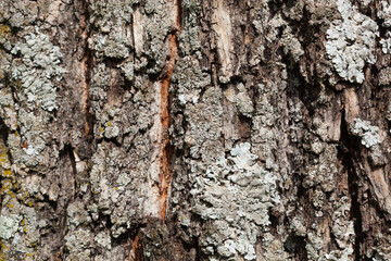 Foliose Lichen texture on the tree. Highly detailed fungus and moss in the outdoors forest