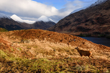 The Red Deer Stag in auto, Glencoe, west Highlands