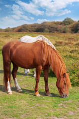 Fototapeta na wymiar Wild pony in Quantock Hills AONB