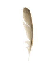 Beautiful  eagle feather isolated on white background