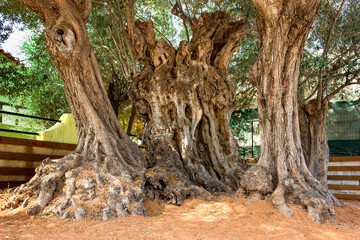 Very old, ancient olive tree, with age over 2500 years old. Greece, Salamis island.